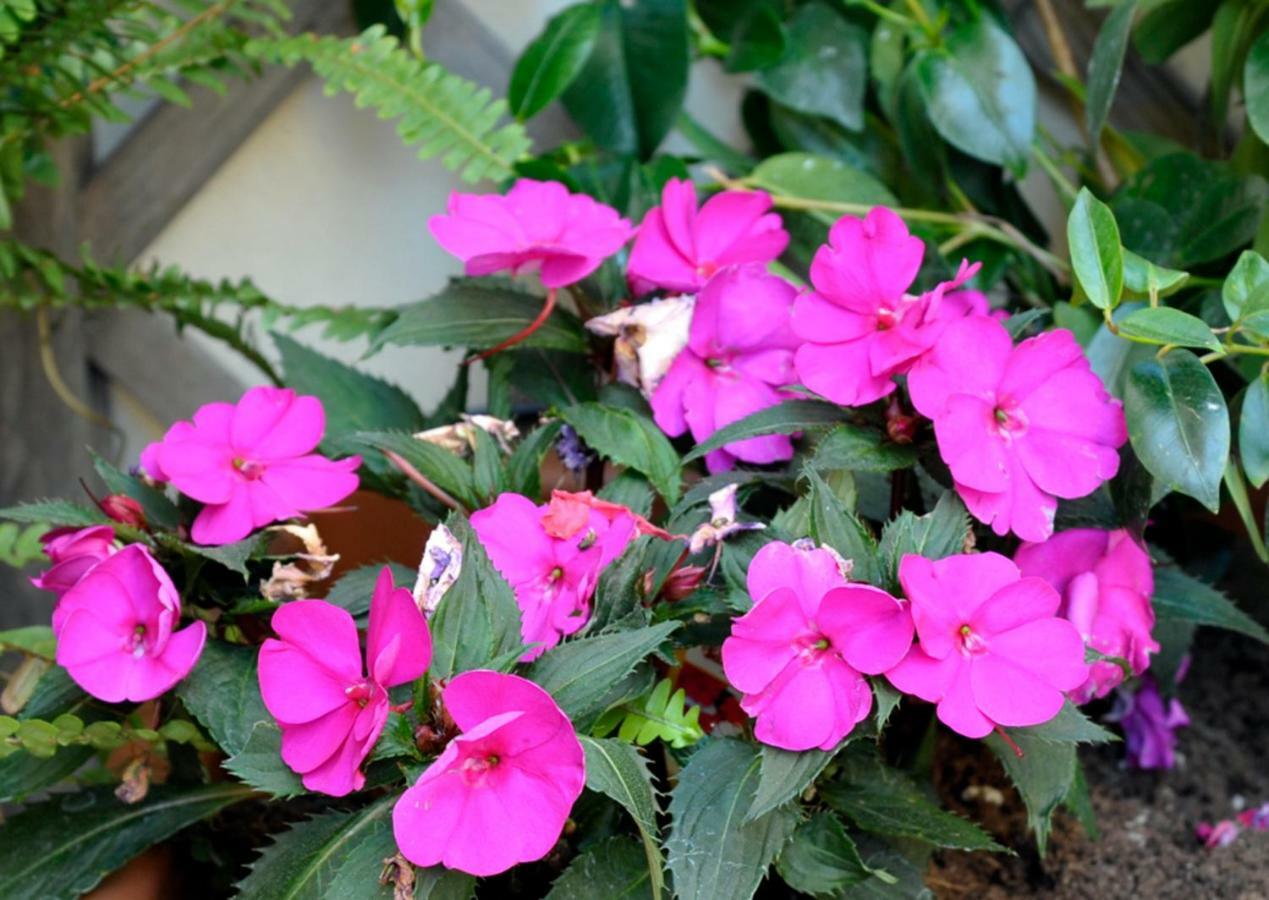 Giardino In Citta; Centralissimo Sanremo Dış mekan fotoğraf